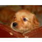 Golden Retriever Welpen - Hündin
