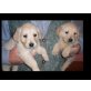 Golden Retriever Welpen - Rüde