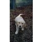 Golden Retriever Welpen - Rüde