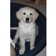 Golden Retriever Welpen - Rüde