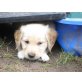 Golden Retriever Welpen - Rüde