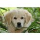 Golden Retriever Welpen - Rüde