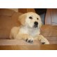 Golden Retriever Welpen - Rüde