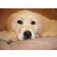 Golden Retriever Welpen - Rüde