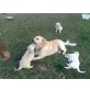 Golden Retriever Welpen - Rüde