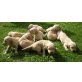 Golden Retriever Welpen - Rüde