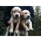 Golden Retriever Welpen - Rüde