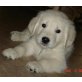 Golden Retriever Welpen - Rüde