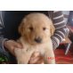 Golden Retriever Welpen - Rüde