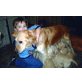 Golden Retriever Welpen - Rüde