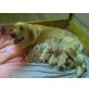 Golden Retriever Welpen - Rüde