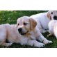 Golden Retriever Welpen - Rüde