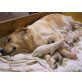 Golden Retriever Welpen - Rüde
