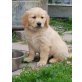 Golden Retriever Welpen - Rüde