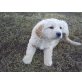 Golden Retriever Welpen - Rüde