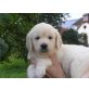 Golden Retriever Welpen - Rüde
