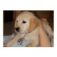 Golden Retriever Welpen - Rüde
