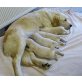 Golden Retriever Welpen - Rüde