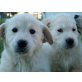 Golden Retriever Welpen - Rüde