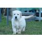Golden Retriever Welpen - Rüde