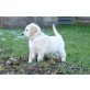 Golden Retriever Welpen - Rüde