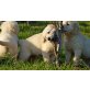 Golden Retriever Welpen - Rüde