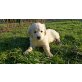 Golden Retriever Welpen - Rüde