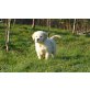 Golden Retriever Welpen - Rüde