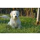 Golden Retriever Welpen - Rüde