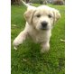 Golden Retriever Welpen - Rüde