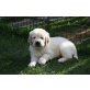 Golden Retriever Welpen - Rüde