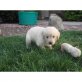 Golden Retriever Welpen - Rüde