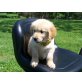 Golden Retriever Welpen  - Rüde