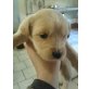 Golden Retriever Welpen - Rüde