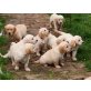 Golden Retriever Welpen - Rüde