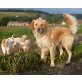 Golden Retriever Welpen - Rüde