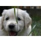 Golden Retriever Welpen  - Rüde
