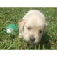 Golden Retriever Welpen - Rüde