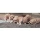 Golden Retriever Welpen - Rüde