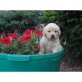 Golden Retriever Welpen - Rüde