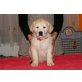 Golden Retriever Welpen - Rüde