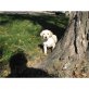 Golden Retriever Welpen - Rüde