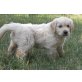Golden Retriever Welpen - Rüde