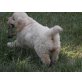 Golden Retriever Welpen - Rüde