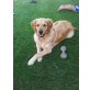 Golden Retriever Welpen - Rüde