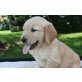 Golden Retriever Welpen - Rüde