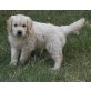 Golden Retriever Welpen - Rüde