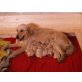 Golden Retriever Welpen - Rüde