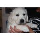 Golden Retriever Welpen - Rüde