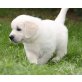 Golden Retriever Welpen - Rüde
